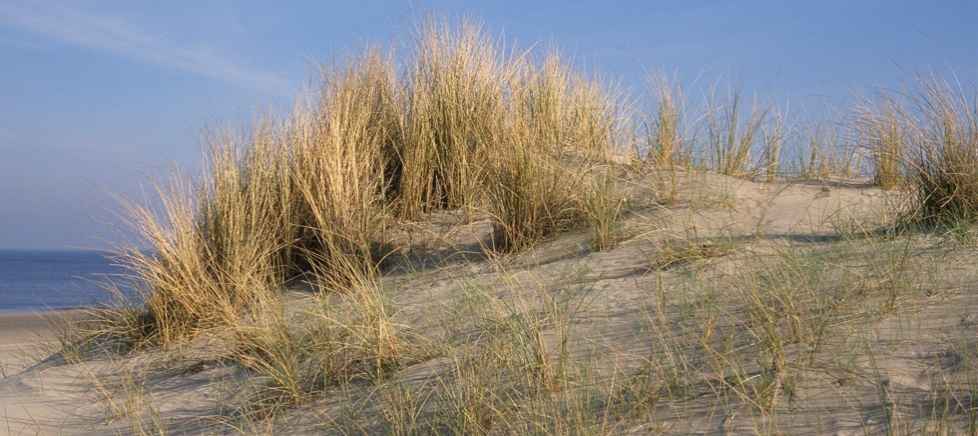 zuiderduin duinen zuiderduin duinen