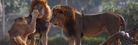 Leeuwen kijken in de dierentuin Leeuwen kijken in de dierentuin
