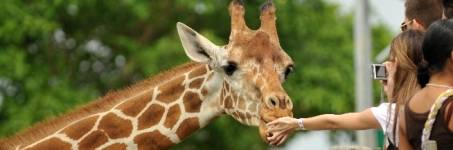 Giraffen kijken in de dierentuin Giraffen kijken in de dierentuin