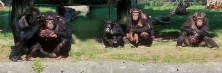 Aapjes kijken in de dierentuin Aapjes kijken in de dierentuin