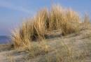 Duinen