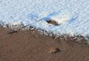 Winter op Texel