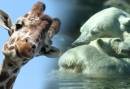Zoo Experience in Ouwehands Dierenpark
