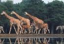 Burgers' Zoo Familie uitje - familiehotel Doorwerth op de Veluwe - super familieweekend