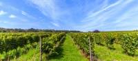 Prachtige wijngaarden in het wijngebied in Duitsland