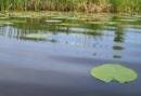 Varen4