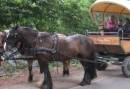 Familiefeest op de Veluwe - Leuke activiteiten, Buffet en Feestavond