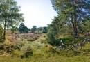 Veluwe