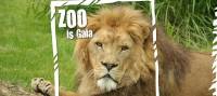 Dagje Gaia Park Zoo bezoeken