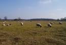 Drentsche Aa