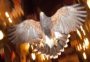 Vogel