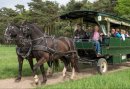 Huifkartocht door de Montferlandse bossen met onderweg een heerlijke Picknick in de natuur