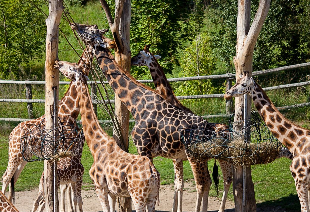 2=1 Burgers Zoo familieweekend aanbieding op de Veluwe