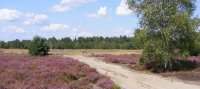 Heidegebied in Drenthe