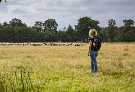 5-daagse Wandelvakantie door Nationale park Drents-Friese wold