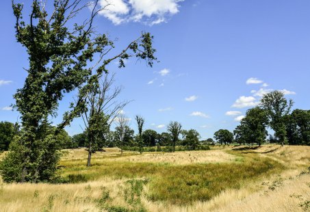 Nachtje weg met de hond - Wandelen door de bossen van de Utrechtse Heuvelrug