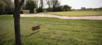 Golfen in Dordrecht