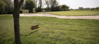 Golfen in Dordrecht