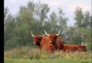 hooglanders