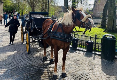 3-daags Middeleeuws Spektakel Brugge met Bierbrouwen en Rit in de paardentram door de stad
